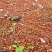 0056-look-zonder-look-alliaria-petiolata-ruderal-environments