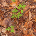 0058-blauwe-anemoon-anemone-apennina-woods