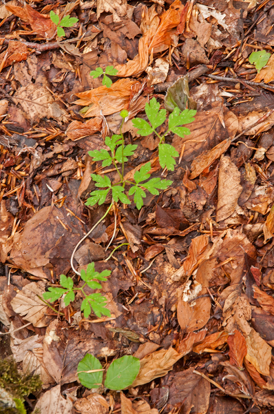 0058-blauwe-anemoon-anemone-apennina-woods