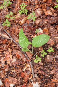 0064 pulmonaria-hirta-subsp-apennina-Pulmonaria-apennina-woods