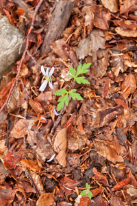 0069-blauwe-anemoon-anemone-apennina-woods