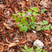 0069-lathyrus-venetus-woods