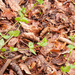 0070-Stellaria-neglecta-