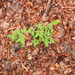 0073-blauwe-anemoon-anemone-apennina-woods