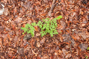 0073-blauwe-anemoon-anemone-apennina-woods