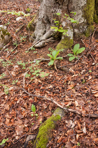 0075-stengelloze-sleutelbloem-en-blauwe-anemoon