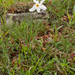 0080-witte-narcis-narcissus-poeticus-montane-pastures