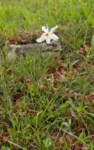 0080-witte-narcis-narcissus-poeticus-montane-pastures