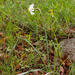 0081-witte-narcis-narcissus-poeticus-montane-pastures