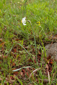 0081-witte-narcis-narcissus-poeticus-montane-pastures