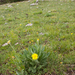 0083-Senecio-scopolii