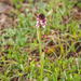 0084-Aangebrande-orchis---Neotinea-ustulata-meadows-up-to-800m