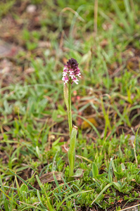 0084-Aangebrande-orchis---Neotinea-ustulata-meadows-up-to-800m