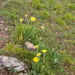 0085-Senecio-scopolii