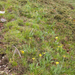0089-Senecio-scopolii