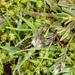 0096-kalkhoornbloem-Cerastium-brachypetalum--arid-environments