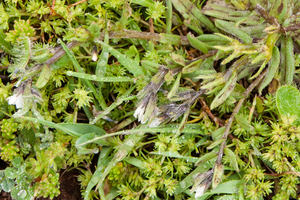 0096-kalkhoornbloem-Cerastium-brachypetalum--arid-environments