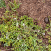 0097-kalkhoornbloem-Cerastium-brachypetalum--arid-environments