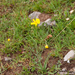 0099-ranunculus-gramineus-pastures
