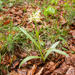 0100-vlierorchis-Dactylorhiza-sambucina-montane-pastures-from-100