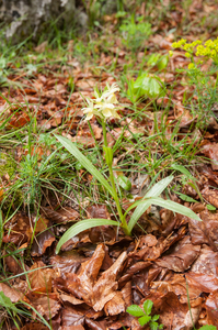 0100-vlierorchis-Dactylorhiza-sambucina-montane-pastures-from-100