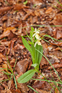 0101-vlierorchis-Dactylorhiza-sambucina-montane-pastures-from-100