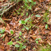0102-overzicht-bosbodem-plant-onbekend
