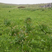 0103-Asphodelus-macrocarpus-montane-pastures