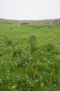 0103-Asphodelus-macrocarpus-montane-pastures