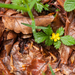 0103-Bastard-Agrimony-Aremonia-agrimonoides-Fagus-sylvatica-woods