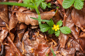 0103-Bastard-Agrimony-Aremonia-agrimonoides-Fagus-sylvatica-woods