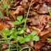 0104-Bastard-Agrimony-Aremonia-agrimonoides-Fagus-sylvatica-woods