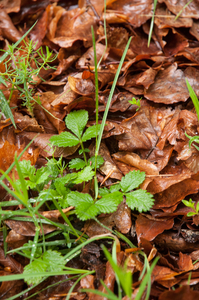 0104-Bastard-Agrimony-Aremonia-agrimonoides-Fagus-sylvatica-woods