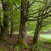 0105-fagus-sylvatica-wood