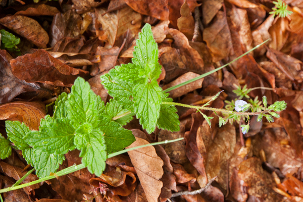 0105-veronica-montana-bosereprijs-cool-woods