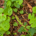 0106-plant-onbekend