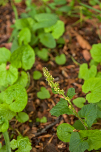 0106-plant-onbekend