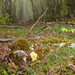 0106-Viola-eugeniae-stony-pastures-