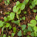 0107-plant-onbekend