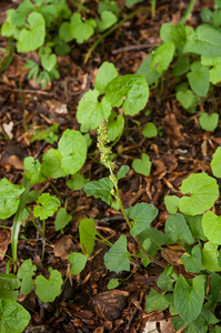 0107-plant-onbekend