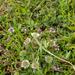 0108-trifolium-montanum-bergklaver-stony-pastures