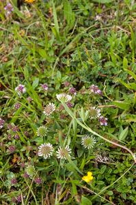0108-trifolium-montanum-bergklaver-stony-pastures