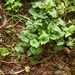 0110-Brave-hendrik---Chenopodium-bonus-henricus--blitum-bous-hend