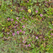 0111-overzicht-bergweide-met-kruiptijm-sl-thymus-praecox-pastures