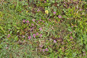 0111-overzicht-bergweide-met-kruiptijm-sl-thymus-praecox-pastures
