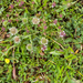 0112-trifolium-montanum-bergklaver-stony-pastures