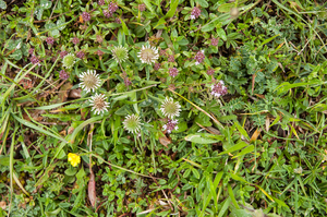 0112-trifolium-montanum-bergklaver-stony-pastures