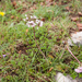 0113-Valeriana-tuberosa-arid-pastures