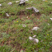 0114-Valeriana-tuberosa-arid-pastures