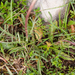 0115-Valeriana-tuberosa-arid-pastures